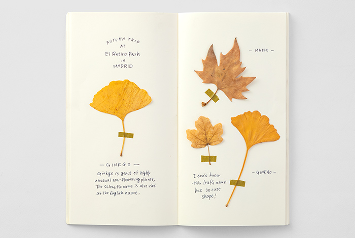 Traveler's Notebook Regular - 025 - MD Paper Cream - TN Refill - Image 3
