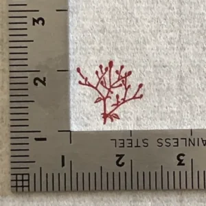 Kobo-Ren - Waremoko (Japanese Burnet) - Exclusive Stamp